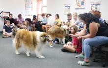 Therapy dogs visit ECU students.