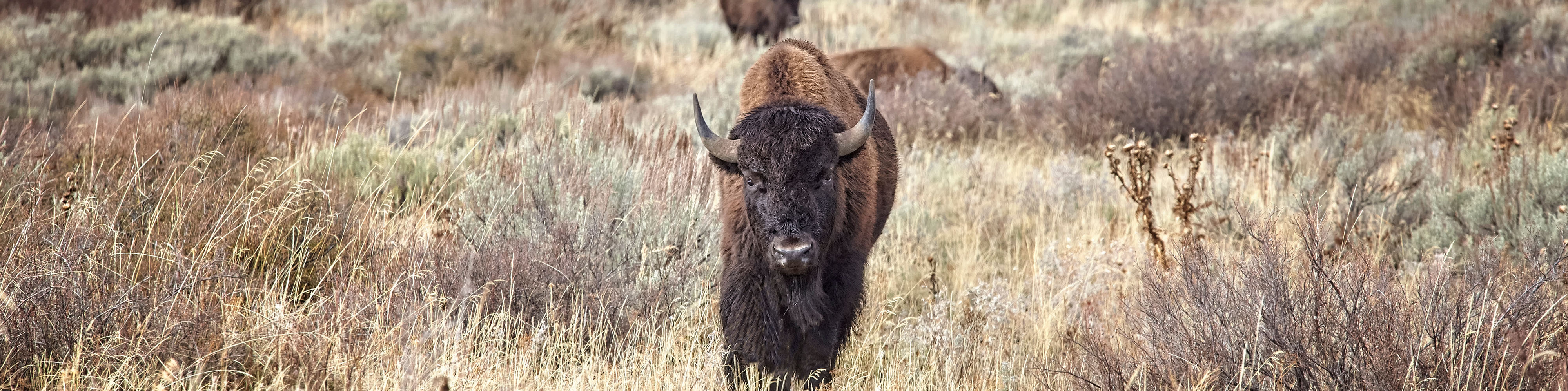 bison in a field