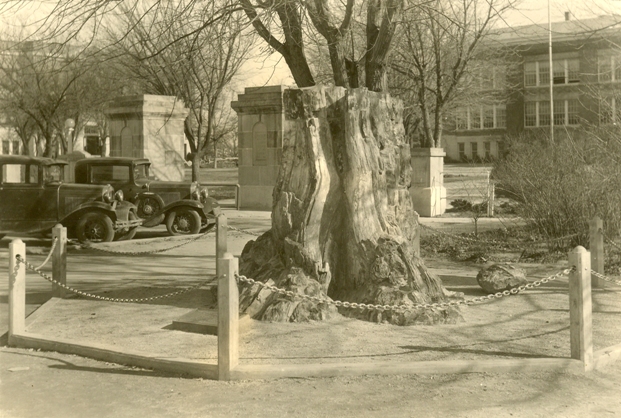 Callixylon tree, the largest example of the oldest tree ever found