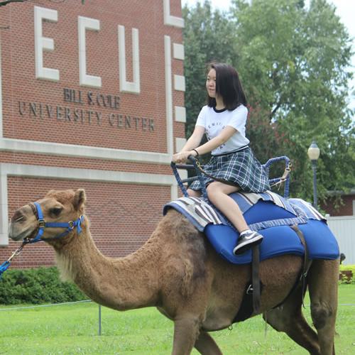 Camel Rides