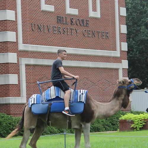 Camel Rides