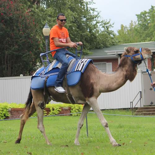 Camel Rides