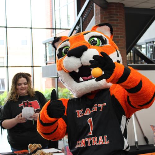 Tiger Enrollment Day 04.21.24
